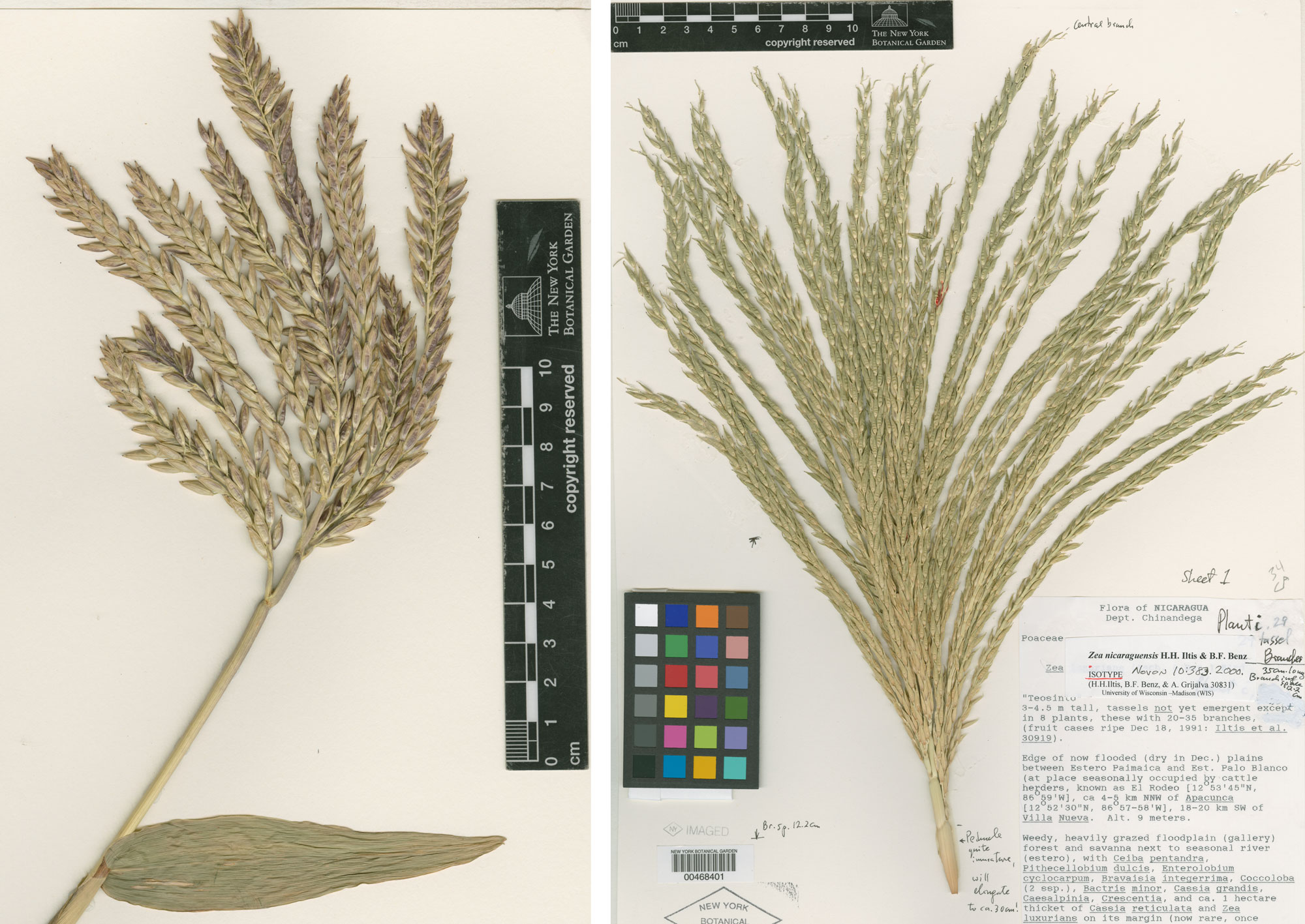 2-panel figure showing photos of staminate inflorescences on teosinte plants. In both cases, the plants are preserved on herbarium sheets. Left: A cluster of branches bearing male spikelets form a broom-like structure at the end of a stem. Right: Another broomlike structure formed by inflorescence branches bearing male spikelets at the end of a stem. 
