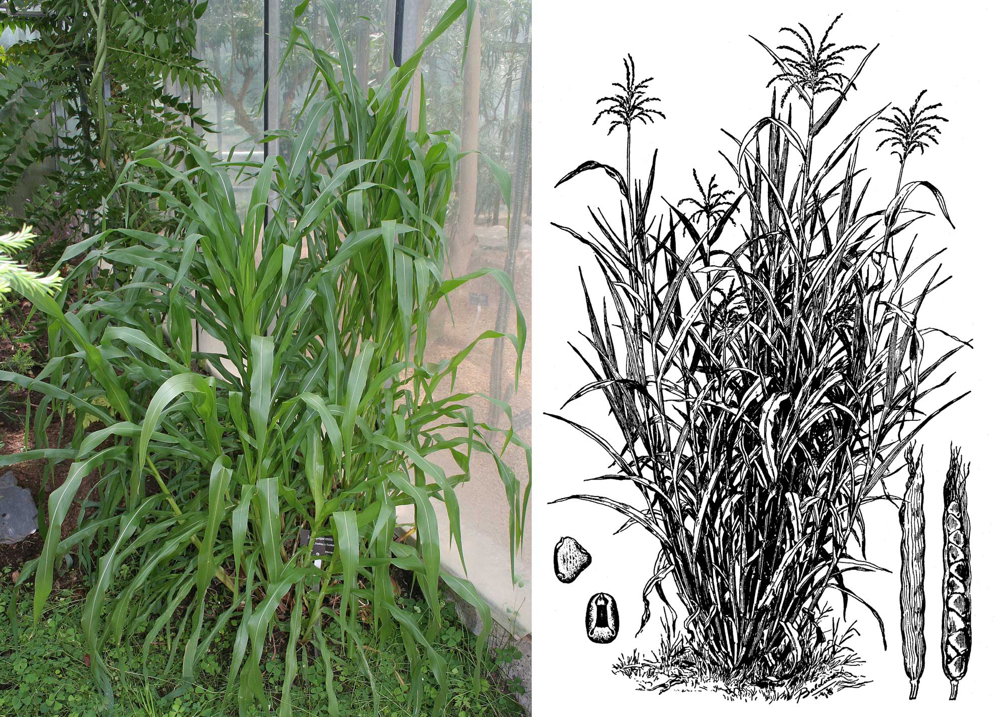 2-panel figure showing the growth form of teosinte. Panel 1: Photograph of a teosinte plant showing its branching structure. Panel 2: Black and white drawing of a teosinte plant showing how it branches to form a clump. Details of the ears (female inflorescences) and a kernel are shown to the sides of the plant.