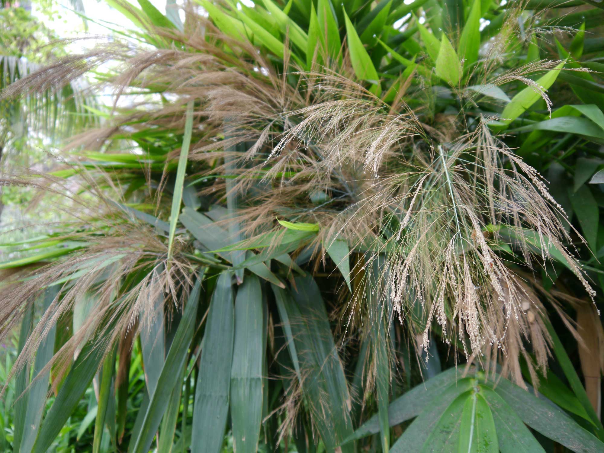 Photograph of tiger grass. The photo shows bristle-like inflorescences and elongated-obovate leaves.