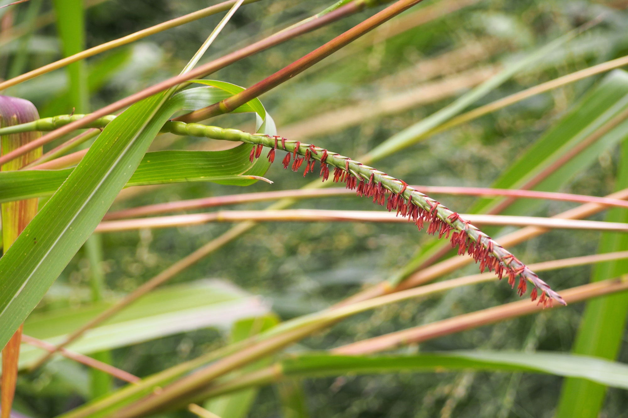 Photograph of eastern gamagrass. The photo shows an inflorescence of eastern gamagrass oriented horizontally with reddish anthers dangling down.