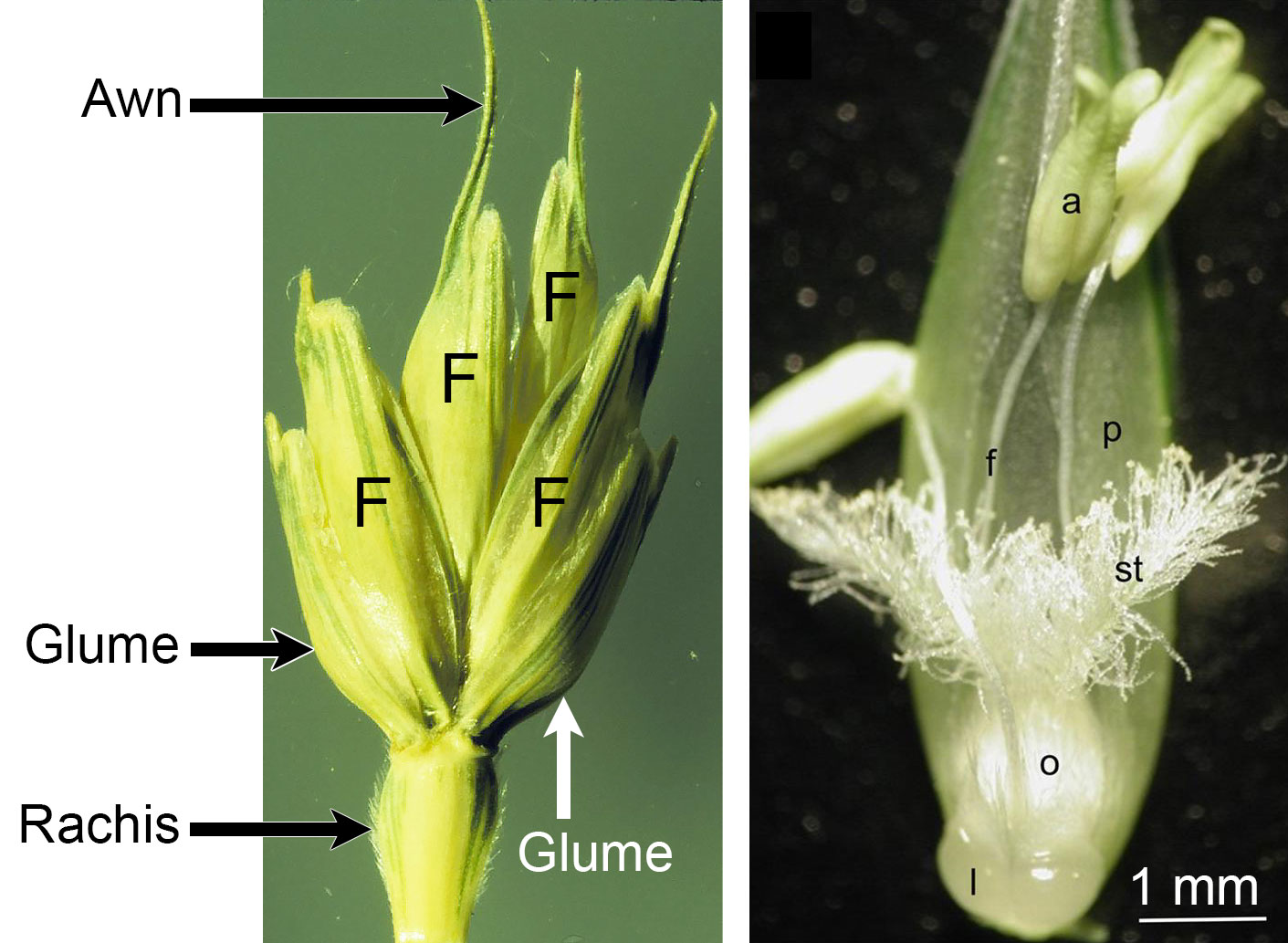 2-Panel image showing photographs of a wheat spikelet and a floret. Panel 1: Photograph of a wheat spikelet with four florets. The rachis, two glumes, four florets, and one awn are labeled. Panel 2: Photograph of a dissected wheat floret. The photo shows a floret with lodicules, a pistil, three stamens, and a palea. A lodicule, the ovary, a stigma, a filament, an anther, and the palea are labeled.