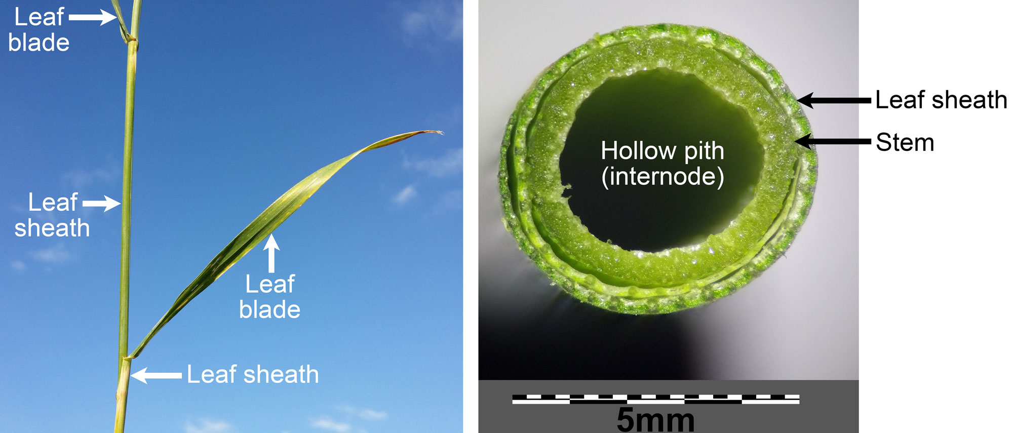 2-Panel photographic figure showing spelt. Panel 1: Photograph of a portion of a grass culm showing two nodes and the internode between. Two leaf blades and two leaf sheath are labeled. Panel 2: Cross section of a stem surrounded by a leaf sheath (the cross section is a fresh section from a plant, not a slide). The stem is circular in cross section with a large hollow pith. The leaf sheath forms a thin concentric ring around the stem.