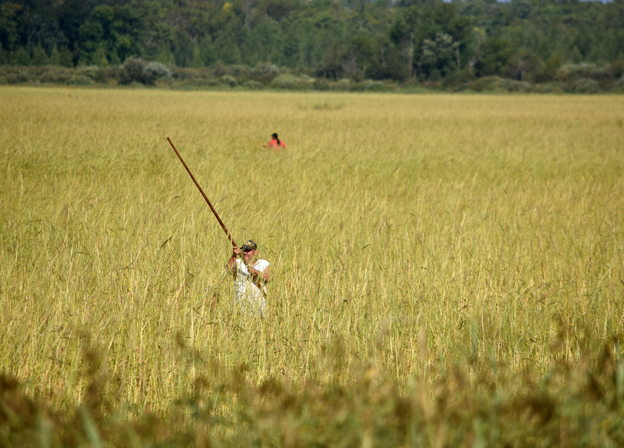 Photograph of a bed of people harvesting wild rice in Minnesota. The photo shows a dense bed of wild rice plants. The plants are yellow in color. Two people can be seen standing in the rice holding poles. Although not seen, they are using the poles to steer boats through the rice, while another person in the boat harvests it.