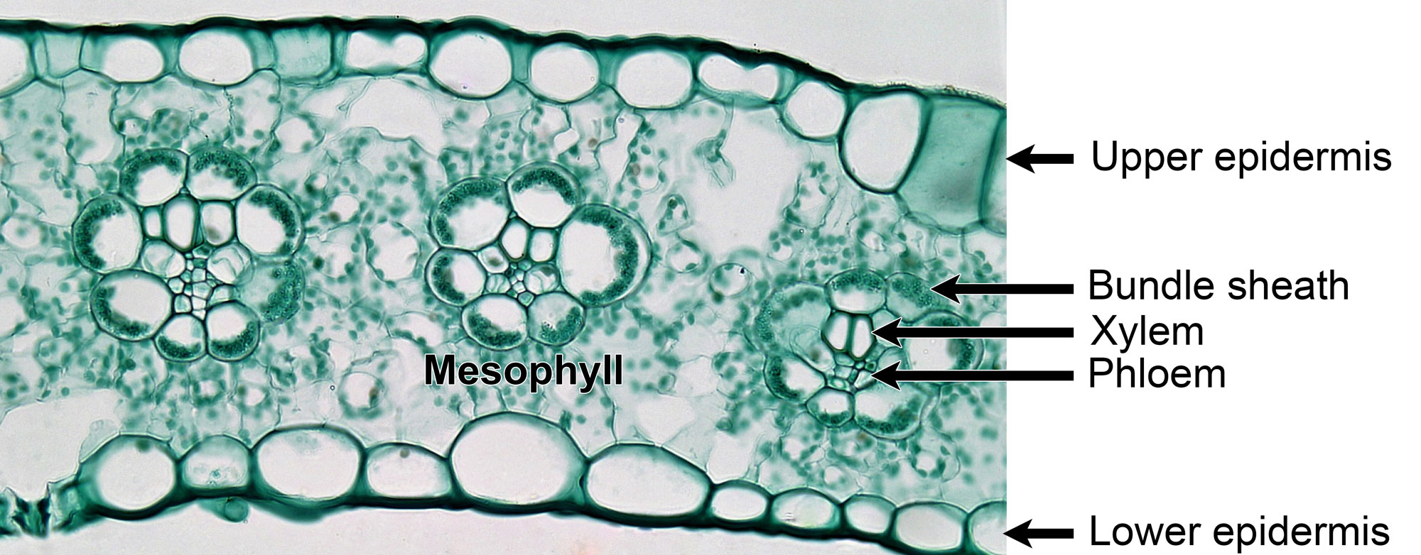 Photograph of a stained cross section of a maize leaf. The section shows the upper epidermis, the lower epidermis, three vascular bundles, and mesophyll arranged concentrically around the bundles. The epidermis, bundle sheath, xylem, phloem, and mesophyll are labeled.