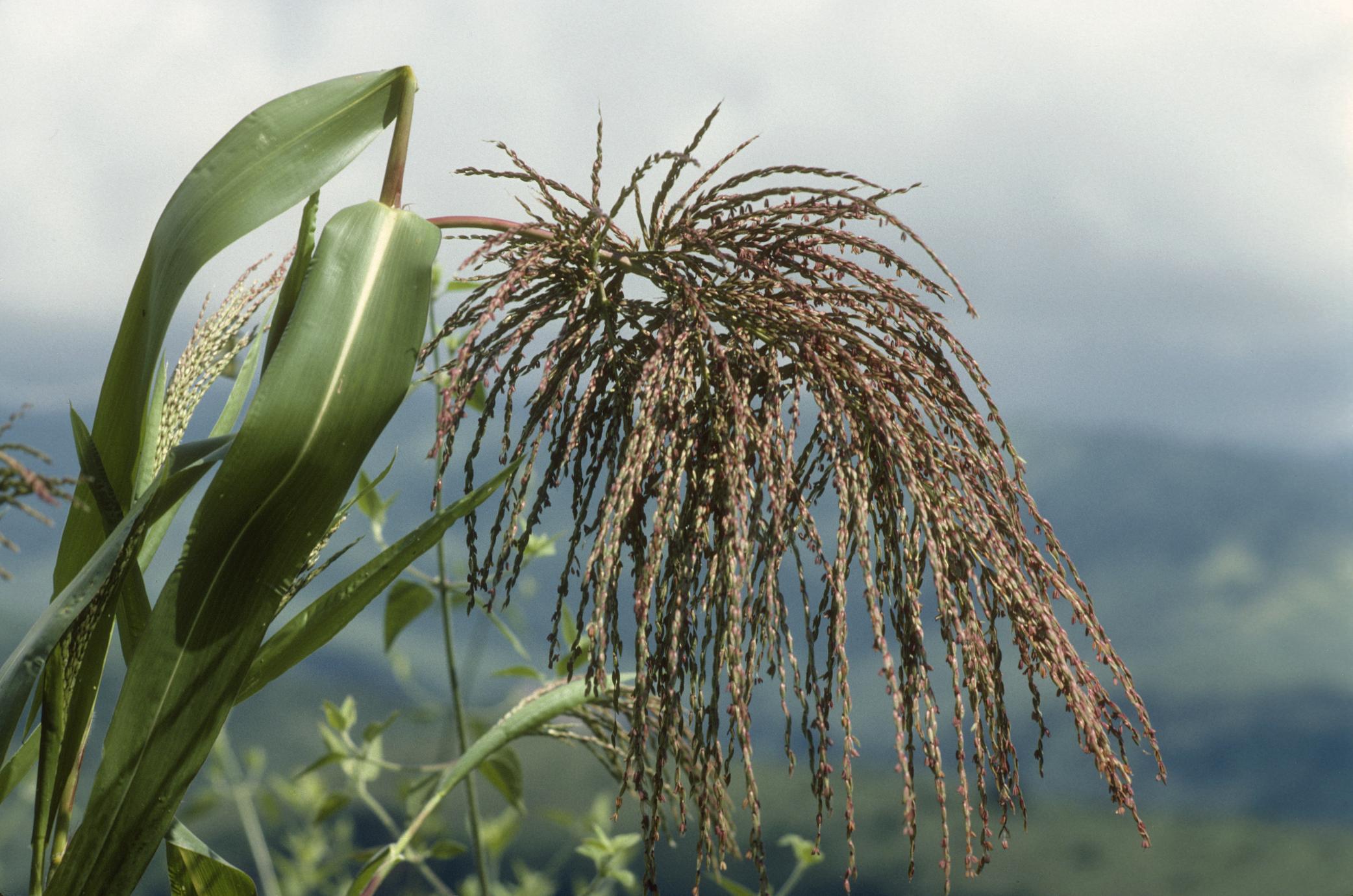 Photograph of the tassel (male inflorescence) of a Balasas teosinte plant. The inflorescence is nodding.