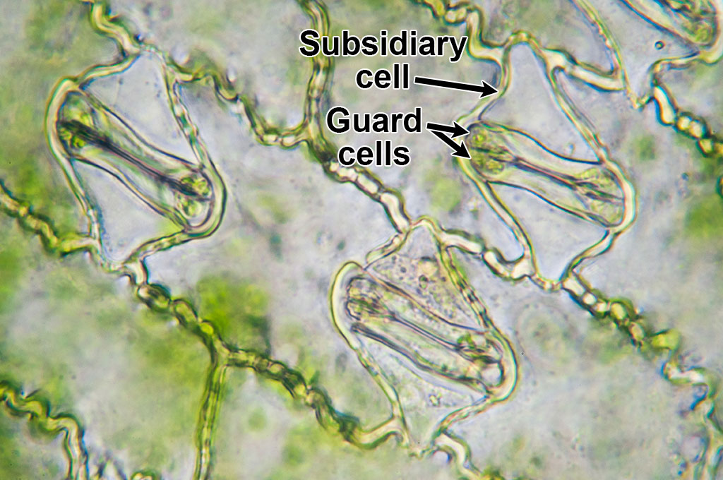 Photograph of the surface of the epidermis of a maize plant. The photo shows bow-tie-shaped epidermal cells with slightly wavy walls. Stomata occur between some of the epidermal cells. The stomata are closed, and the guard cells appear oblong. The subsidiary cells can be seen on the outer sides of the guard cells.