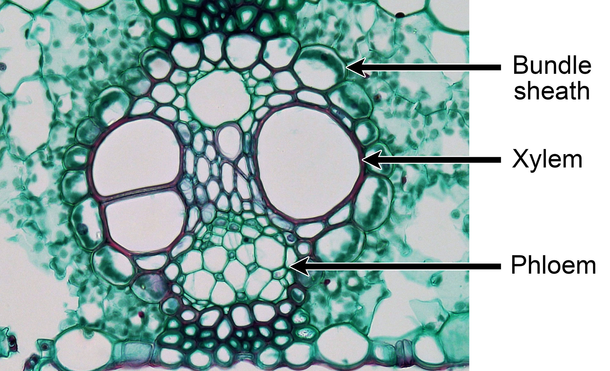 Photograph of a cross section of a vascular bundle from a maize leaf; the bundle has been stained to highlight the different cell types. The vascular bundle is circular with xylem on the upper side and phloem on the lower side. The walls of the vessel elements are stained red, and some are very large. The phloem is stained blue-green, with larger sieve elements and smaller companion cells. A ring of large bundle sheath cells with chloroplasts near their outer walls surround the vascular tissue. The bundle sheath, xylem, and phloem are labeled.