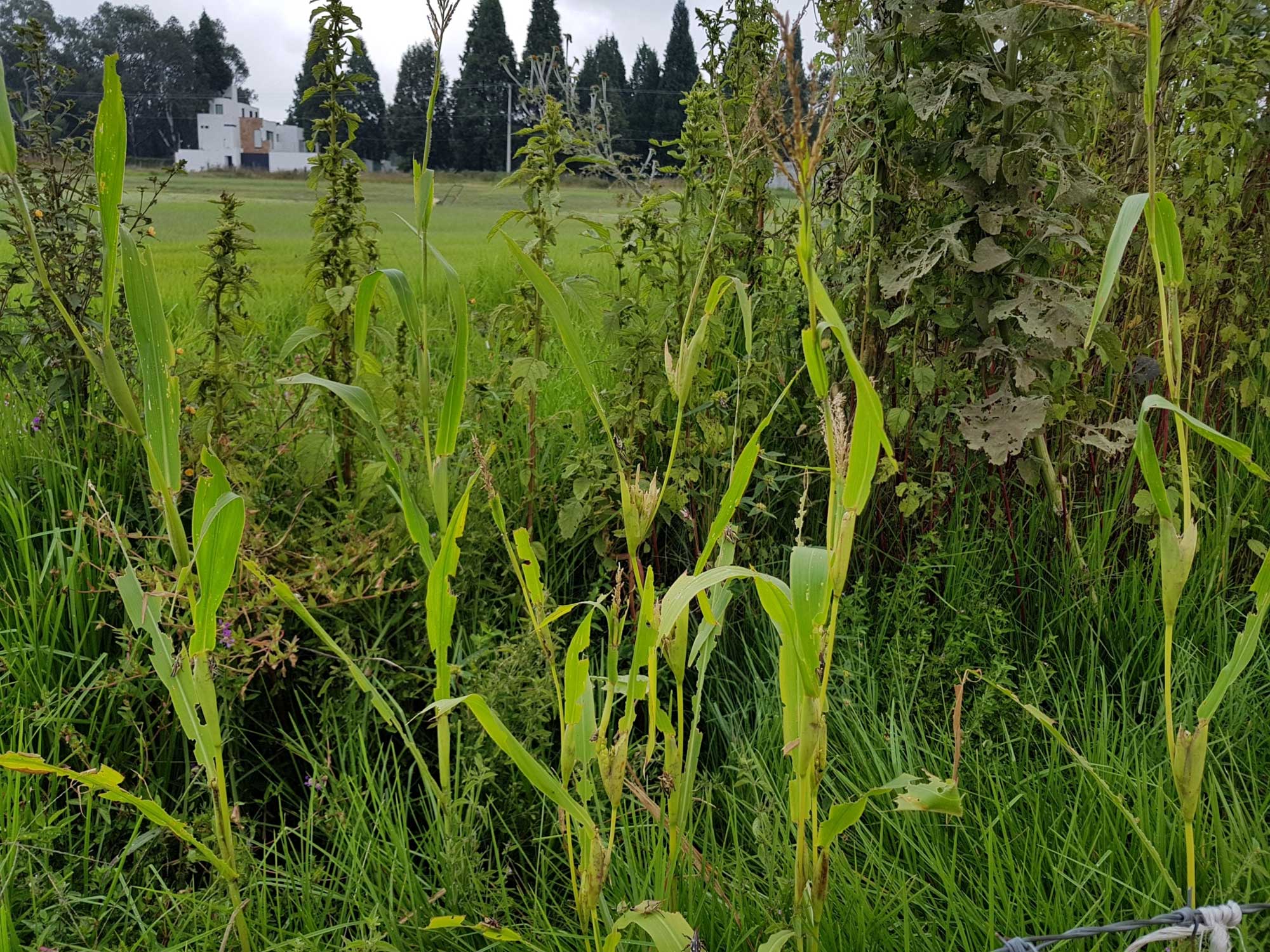 Photograph of Mexican teosinte plants. The photo shows a row of corn-like plants with heavy insect damage on the leaves growing among other, shorter grasses. Behind the plants are taller broad-leaved plants, with a field and a row of tall conifers in the background.