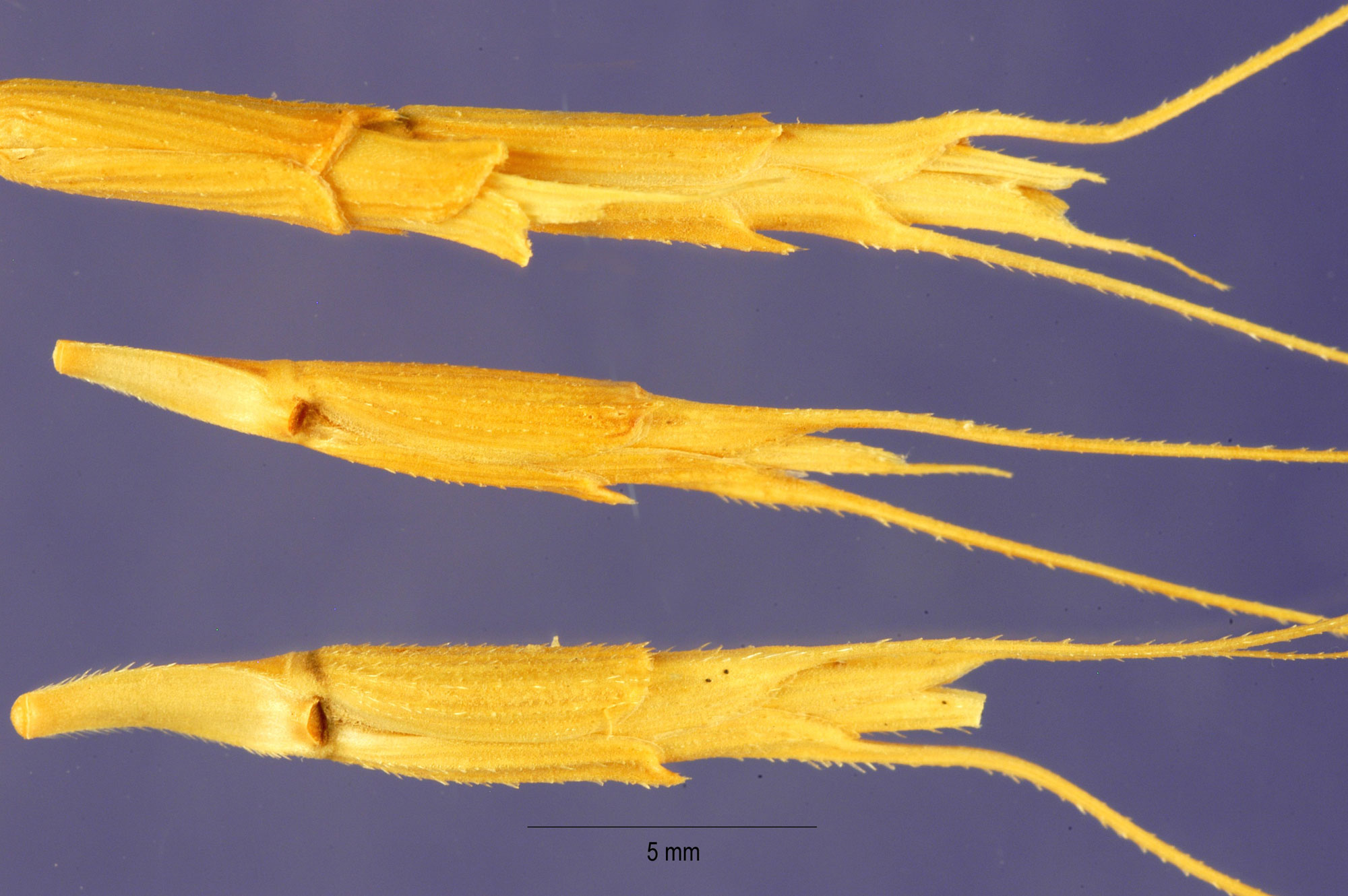 Photograph of spikelets from goatgrass, an ancestor of bread wheat. The photo shows thin dry spikelets with long awns.