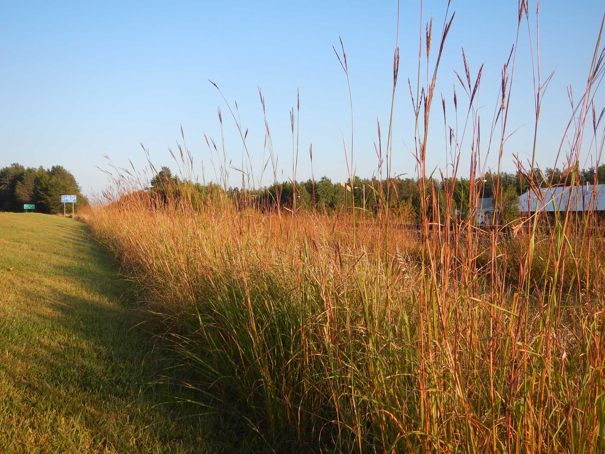 Photograph of big bluestem growing near a roadside in Minnesota, U.S.A. The photo shows tall, reddish grass plants with inflorescences on long stalks growing in a line extending from the right foreground to the middle-left horizon, with mowed lawn to the left. Two roadsigns and trees can be seen near the horizon, with a building on on the right.