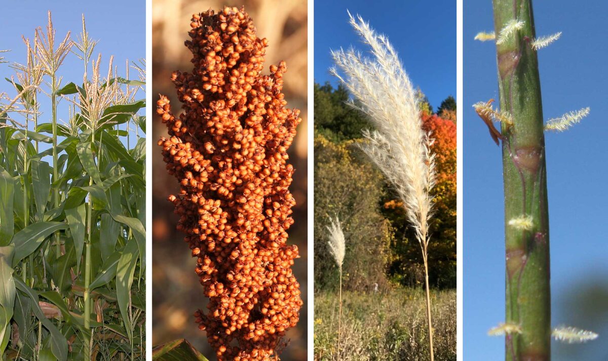 4-panel image showing photos of different grasses. Panel 1: Corn growing in a field, with tassels at the tips. Panel 2: Detail of a sorghum inflorescence bearing red grains. Panel 3: Chinese silvergrass with a plumelike, off-white inflorescence at its tip. Panel 4: Detail of an inflorescence of mat grass with featherlike white stigmas protruding.