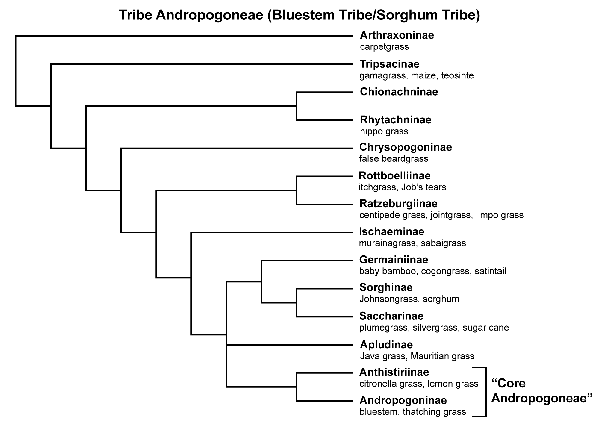 Diagram showing the relationships among the subtribes of grasses in Tribe Andropogoneae, with common names of examples of grasses in each subtribe listed below the subtribe names.