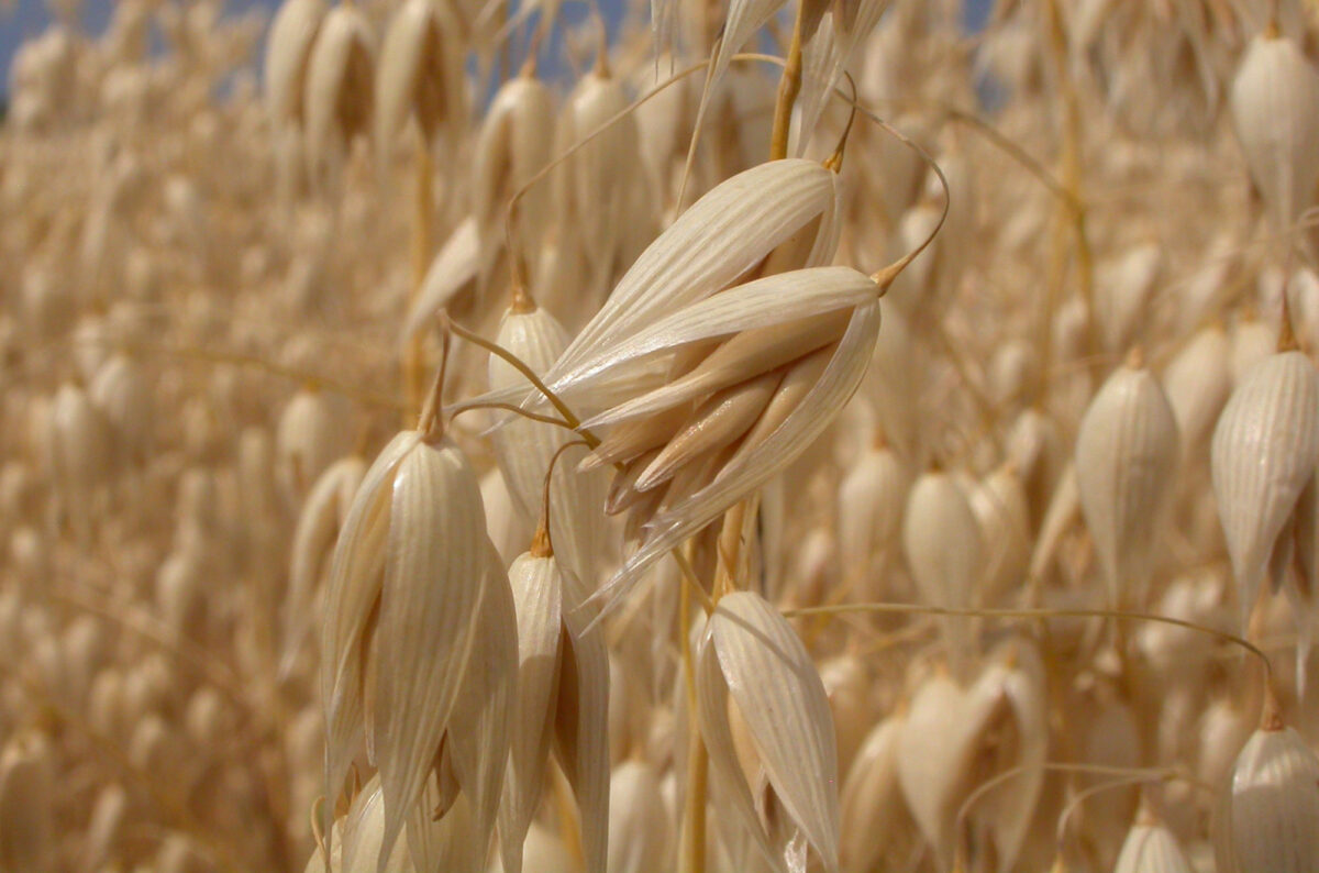 Photograph showing a detail of oats growing in a cultivated field. The photo shows beige oat spikelets.