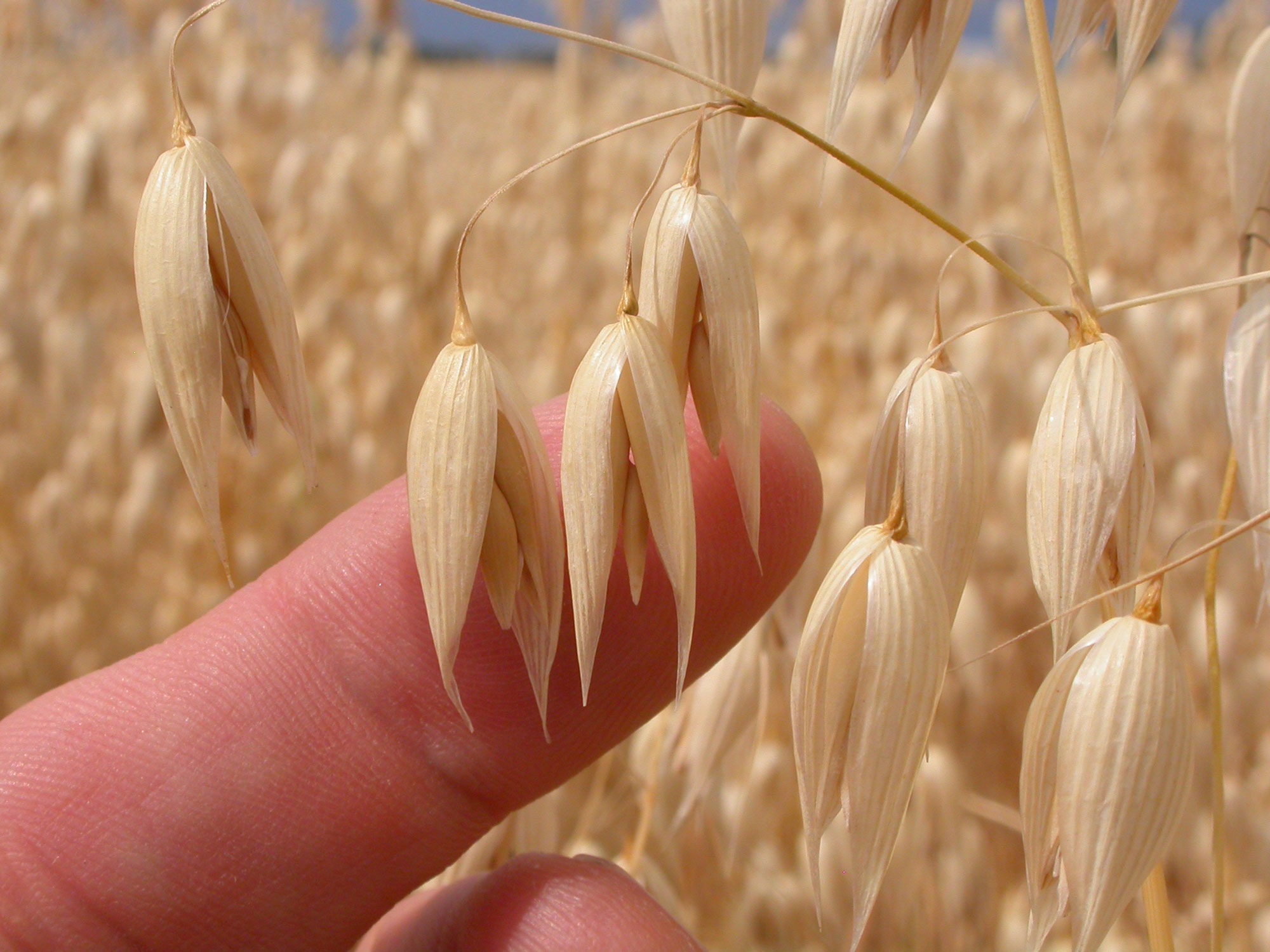 Photograph of cultivated oats in Montana, U.S.A. The photo shows beige oat spikelets handing down from an inflorescence. A person's finger is behind three of the spikelets.