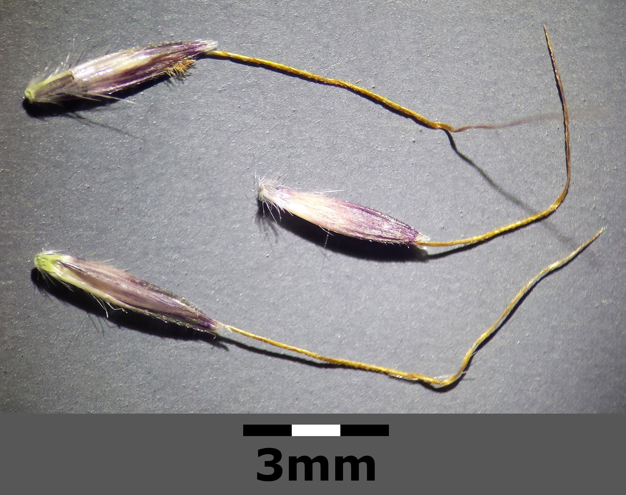 Photograph showing three spikelets of yellow bluestem. Each spikelet is purplish in color with sparse hairs and a single, twisted awn extending from its apex. 