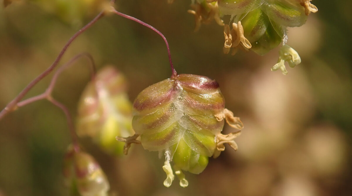 Photograph of part of an inflorescence of quaking grass. The photo shows an ovate inflorescence pendant from a delicate red branch. The glumes of the spikelets overlap one another, and a few open yellowish anther are sticking out.