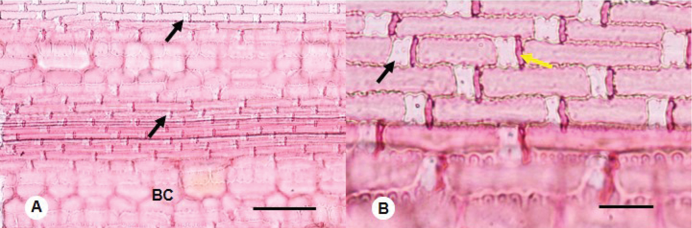 2-panel figure showing photos of the stained epidermis of a herbaceous bamboo taken at two different magnifications under a microscope. The photos show the cellular details of the epidermis. In each, the long axis of the leaf with oriented horizontally. Panel 1: Long cells, short cells, and bulliform cells are visible. Two silica cells are indicated by black arrows. The bulliform cells are labeled "BC." Panel 2. Higher magnification image of the epidermis showing the same features. Arrows indicate a silica cell and a cork cell.
