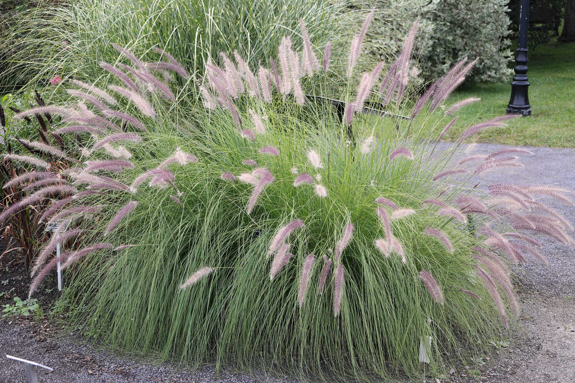 Photograph of crimson fountaingrass cultivated as an ornamental. The photo shows a clump of grass with long, thin leaves arcing toward the ground and long flowering culms with feathery purplish inflorescences.