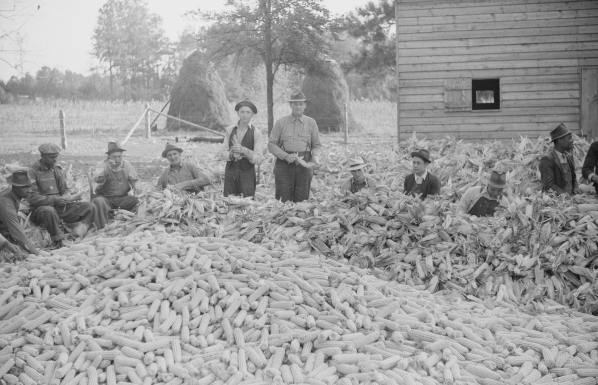 Black and white photograph of men husking corn in North Carolina, U.S.A., perhaps around 1939. The photo shows men standing and sitting around a pile of ears of corn; the men appear to include three Black men and seven white men. Their dress varies from overalls and shirts to button-down shirts with pants, and two men are wearing suits. All of the men have hats on. A few can be seen holding ears of corn, in the process of husking them. A wood-sided building stands in the upper right.
