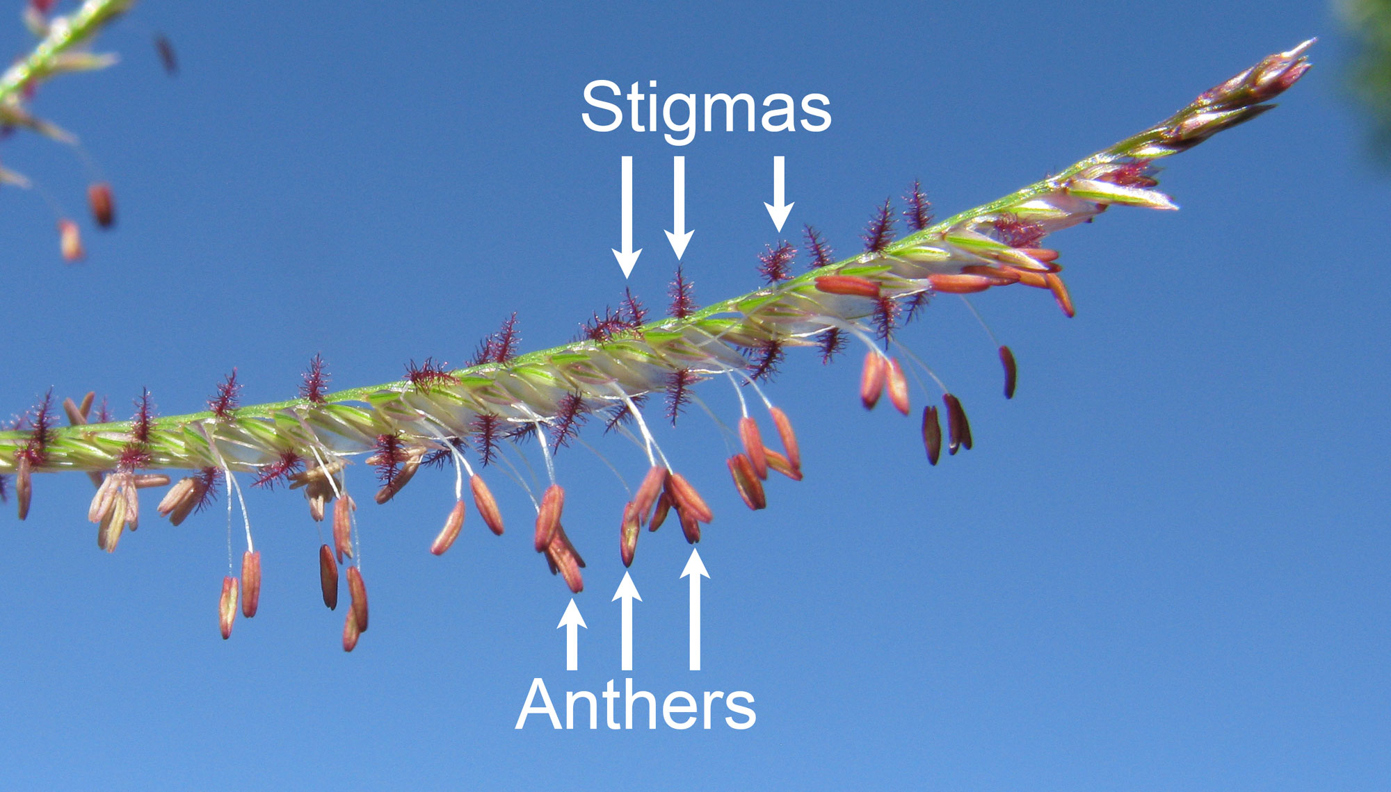 Photograph of an inflorescence of Bermuda grass. The photo shows an inflorescence branch oriented roughly horizontally, with its tip to the right. Feathery purple stigmas and pinkish anthers attached to white thread-like filaments protrude from the inflorescence. Some of the stigmas and anthers are labeled.