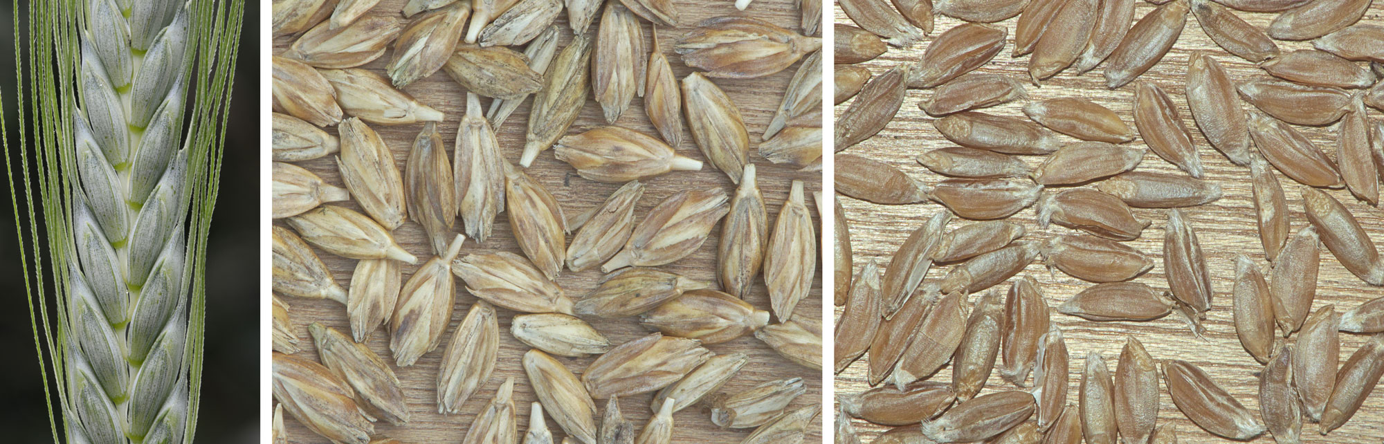 Three-panel image showing photos of emmer wheat. Panel 1: Part of an ear of emmer wheat showing spikelets attached alternately to an axis and long awns. Panel 2: Dried spikelets that were freed from the plant after threshing. The spikelets lack awns, but still have bracts attached. Panel 3: Grains after hulling, with bracts removed..