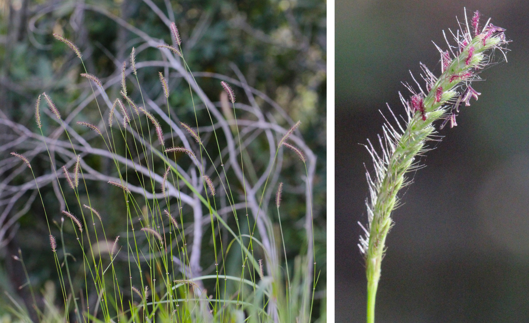 2-panel image showing photos of fringed centipede grass. Panel 1: Image of grass culms bearing apical inflorescences. Panel 2: Close-up of an inflorescence. The inflorescence has white hairs and pinkish-purple stigmas and stamens protruding.