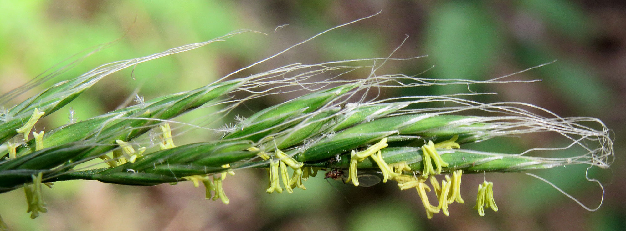Photograph of part of an inflorescence of giant fescue. The photograph shows a branch of an inflorescence oriented horizontally. The inflorescence has sparse long white hairs or thin awns extending from it. Yellow anthers dangle from the inflorescence.