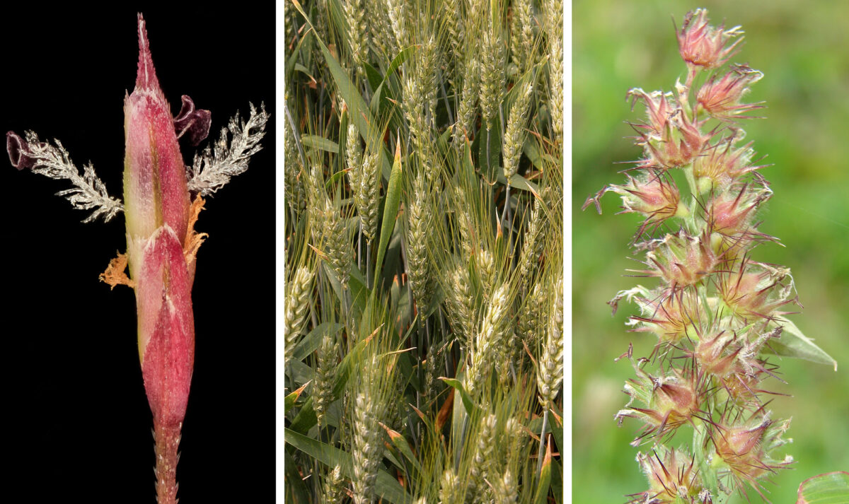 3-panel image showing photos of different grasses. Panel 1: Close-up of a spikelet of purple lovegrass. The spikelet has red bracts and feathery white stigmas and purple anthers protruding. Panel 2: Ears of wheat in a cultivated field. Panel 3: Detail of an inflorescence of sand-bur. A single sinuous axis bears globular spikelets with long reddish spines protruding from them.