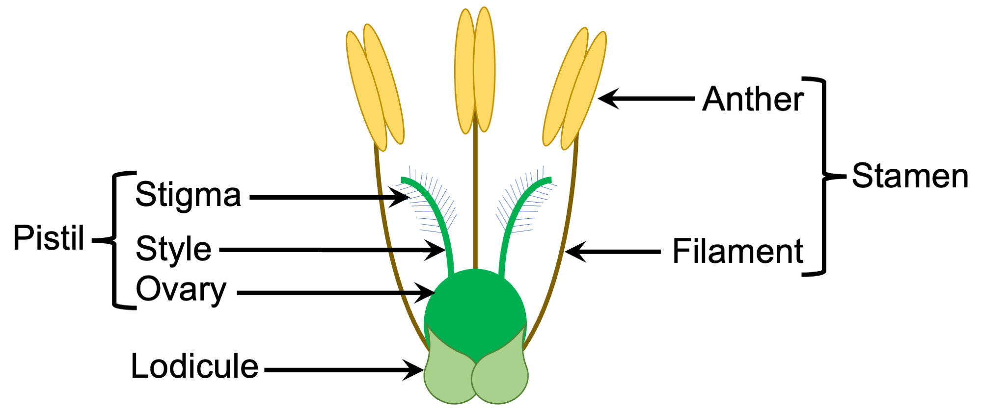 Diagram of a grass floret, with a lodicule, the pistil (stigma, style, and ovary) and a stamen (anther, stigma) labeled.