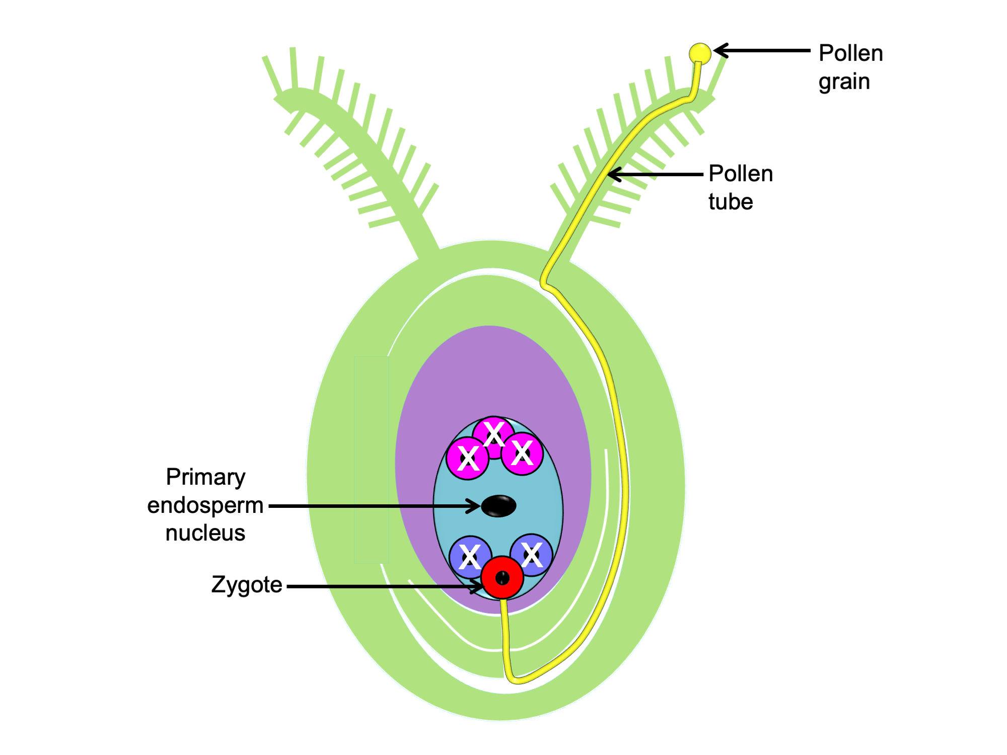 Diagram of a post-fertilization grass ovule. The ovule is depicted within an ovary with two feathery stigmas at its apex. A pollen grain is on one of the stigmas, and it has formed a pollen tube that has grown into the ovary and into the micropyle of the ovule, which is facing the base of the ovary. The pollen tube ends at the embryo sac. Three cells occur on the side of the embryo sac near the micropyle: one zygote and two other cells flanking it. The two lateral cells have exes over them, indicating that they have degenerated. At the opposite end of the embryo sac, three other cells also have exes over them. In the center of the embryo sac is a large nucleus called the primary endosperm nucleus.