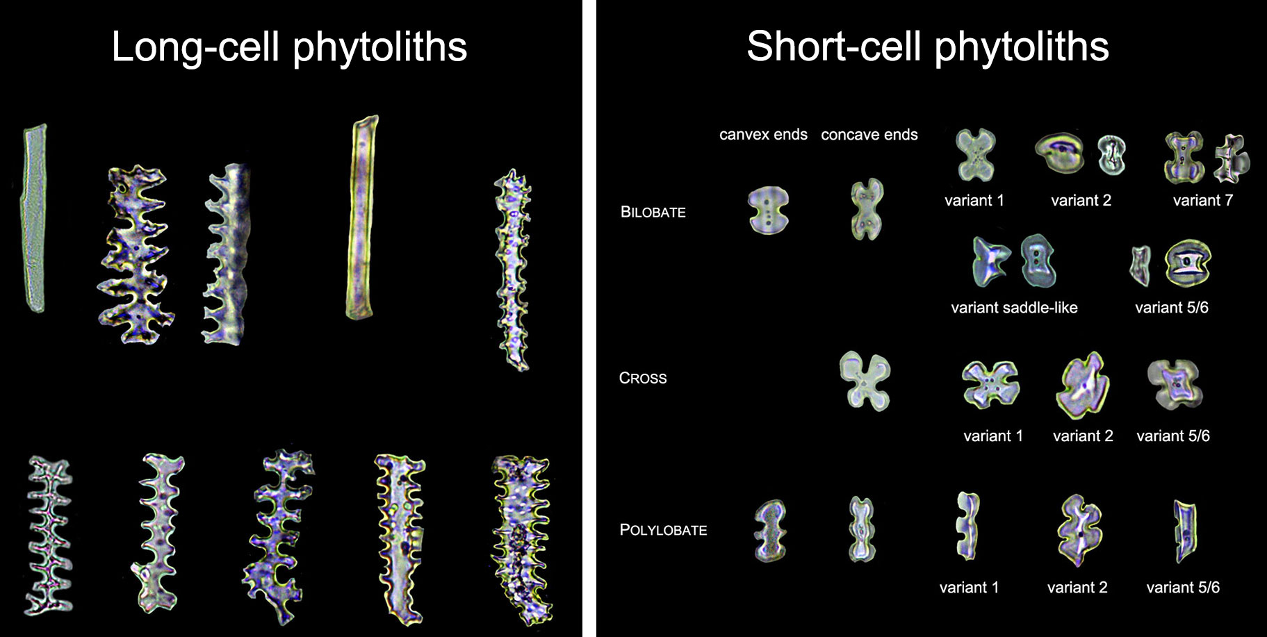 2-Panel image showing photo illustrations of different types of phytoliths from grass bracts. Panel 1. A selection of long-cell phytoliths. These phytoliths are elongated with straight or sinuous long walls. Panel 2. A selections of shrot-cell phytoliths, including bilobate, cross-shaped, and polylobate types.