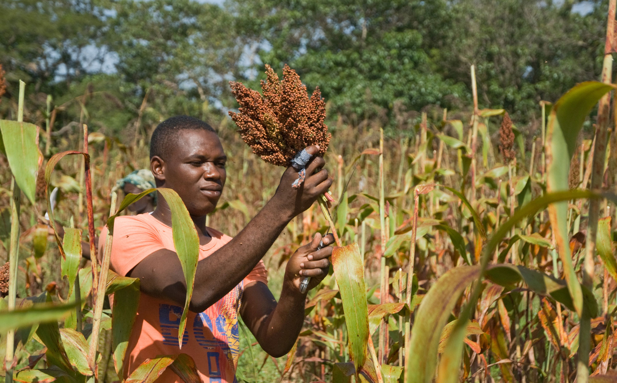 Photograph of a man harvesting sorghum in Burkina Faso. The photo shows a man standing in a field of sorghum. Most of the sorghum in the image has already had its grains removed. The man is using what appears to be a sickle to cut off a head of sorghum, which he is holding in one hand. 