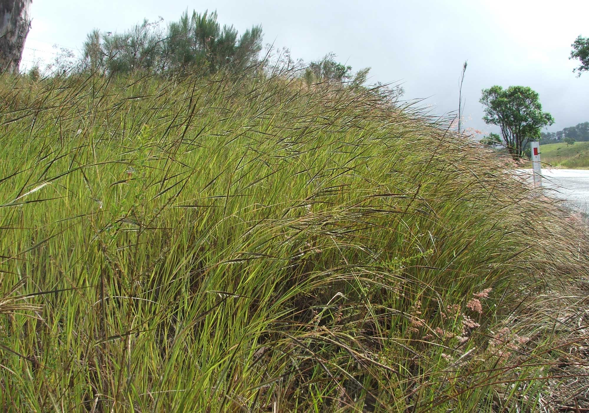 Photograph of tangelhead growing near a roadside in Australia. The photo shows tall grass plants gracefully arcing to the right, each with a dark-colored inflorescence. A bit of road can be seen at the right side of the image in the middle ground. 