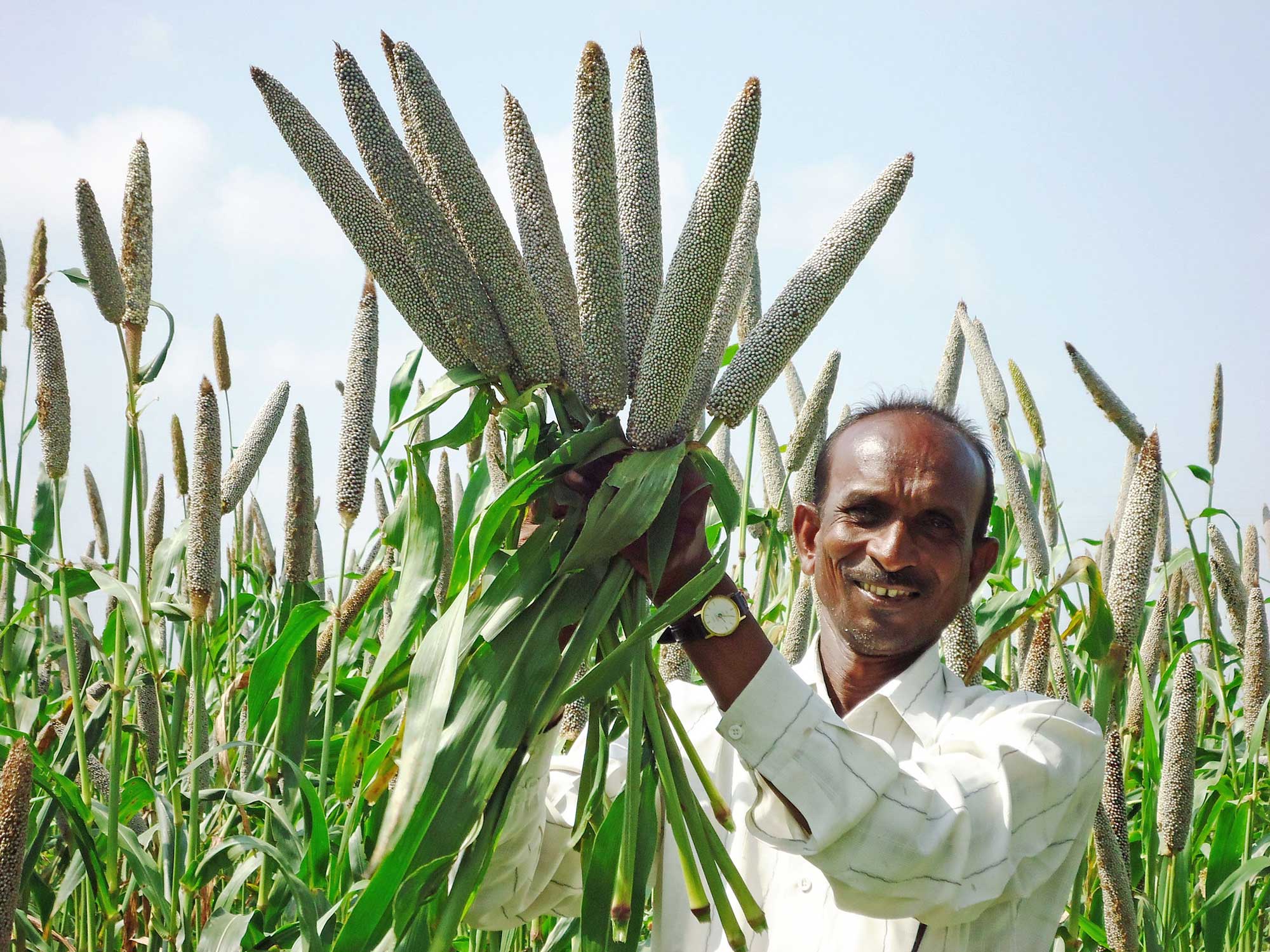 Photograph of a man holding up a bundle of pearl millet ears in India. The man is wearing a white button-down shirt and a watch. He is using both hands to hold up a bundle of about 10 millet ears. The millet consists of oblong heads of grain attached to cut stems with long, green leaves. A field of millet can be seen in the background.