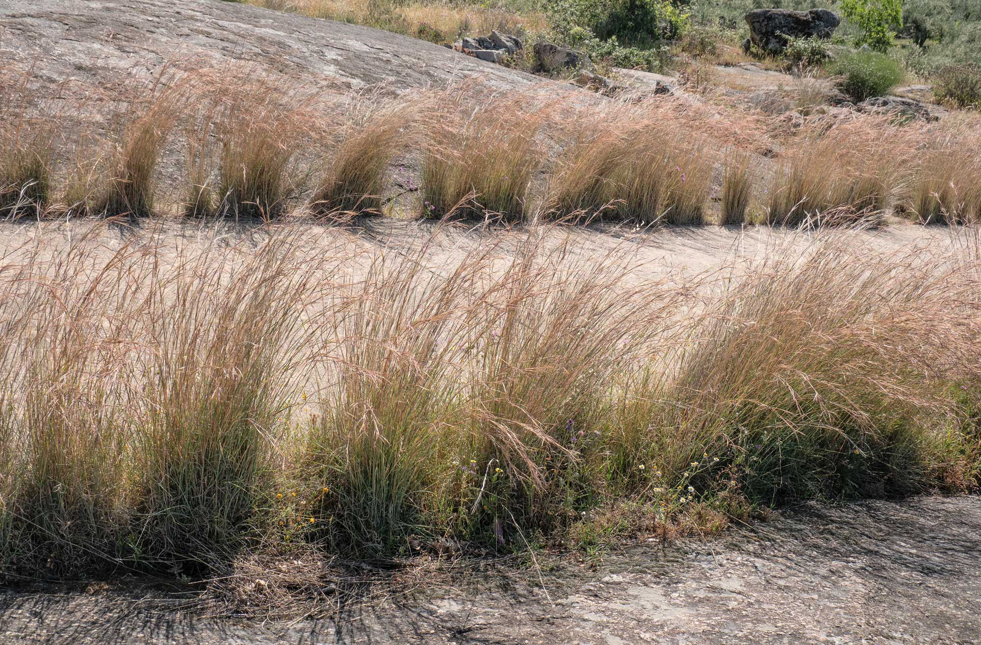 Photograph showing thatching grass growing in Spain. The photo shows clumps of grass growing in two rows extending from left to right. The ground appears to be rock or packed earth.