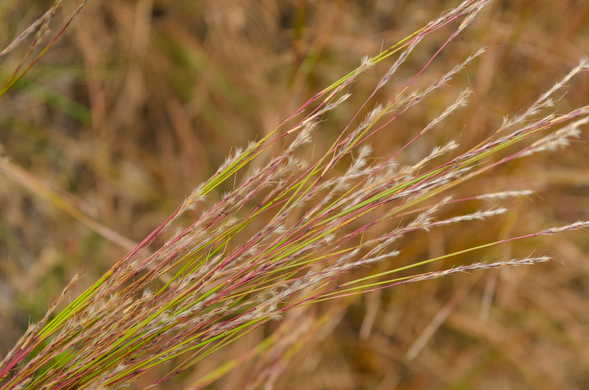 Photograph showing a close-up of little bluestem inflorescences. The photo shows a cluster of red grass stalks with green leaves and feathery off-white inflorescences.