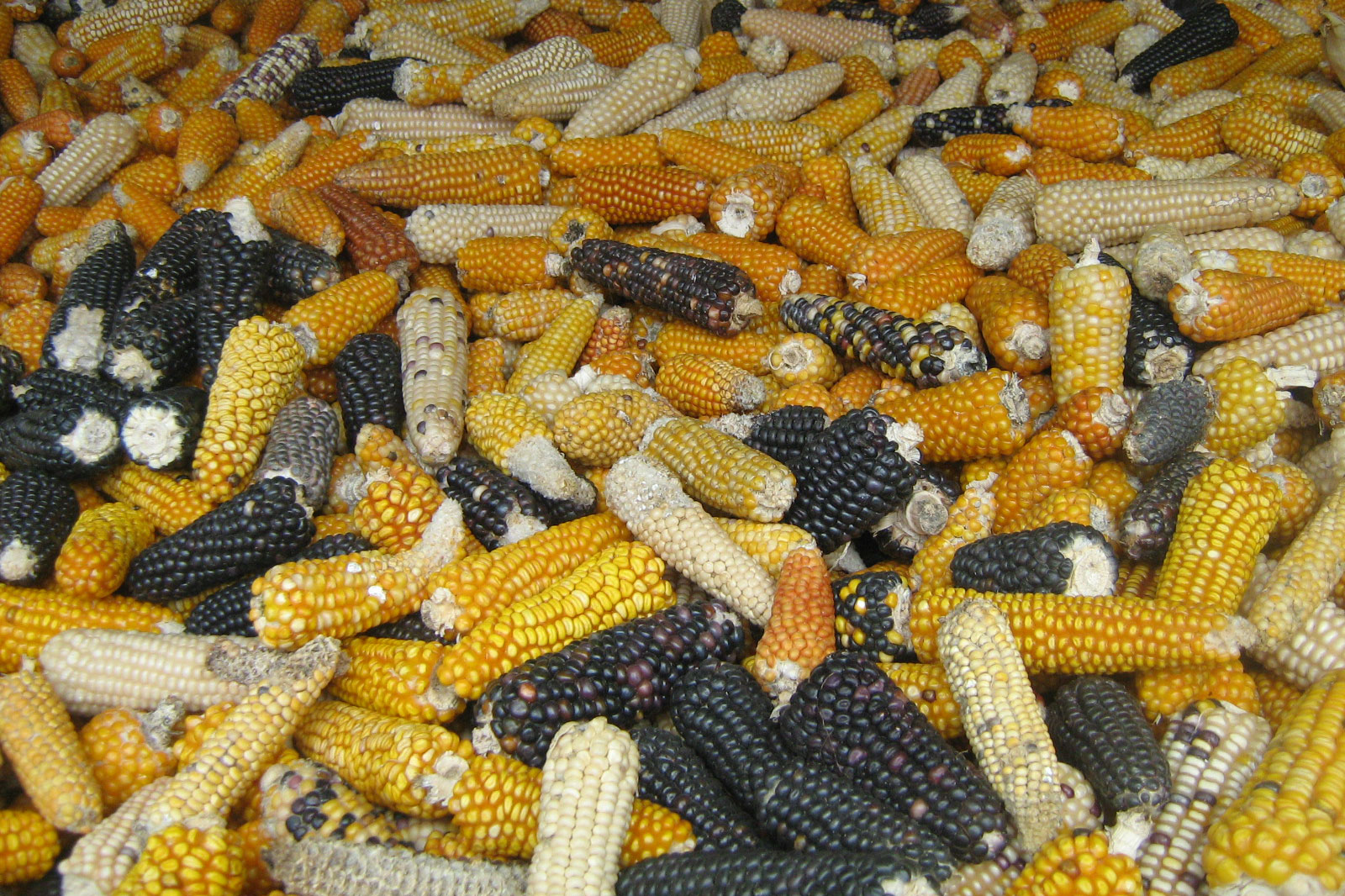 Photograph of a pile of maize ears. The photo shows maize ears with grains varying from beige to bright yellow to nearly black mixed together.
