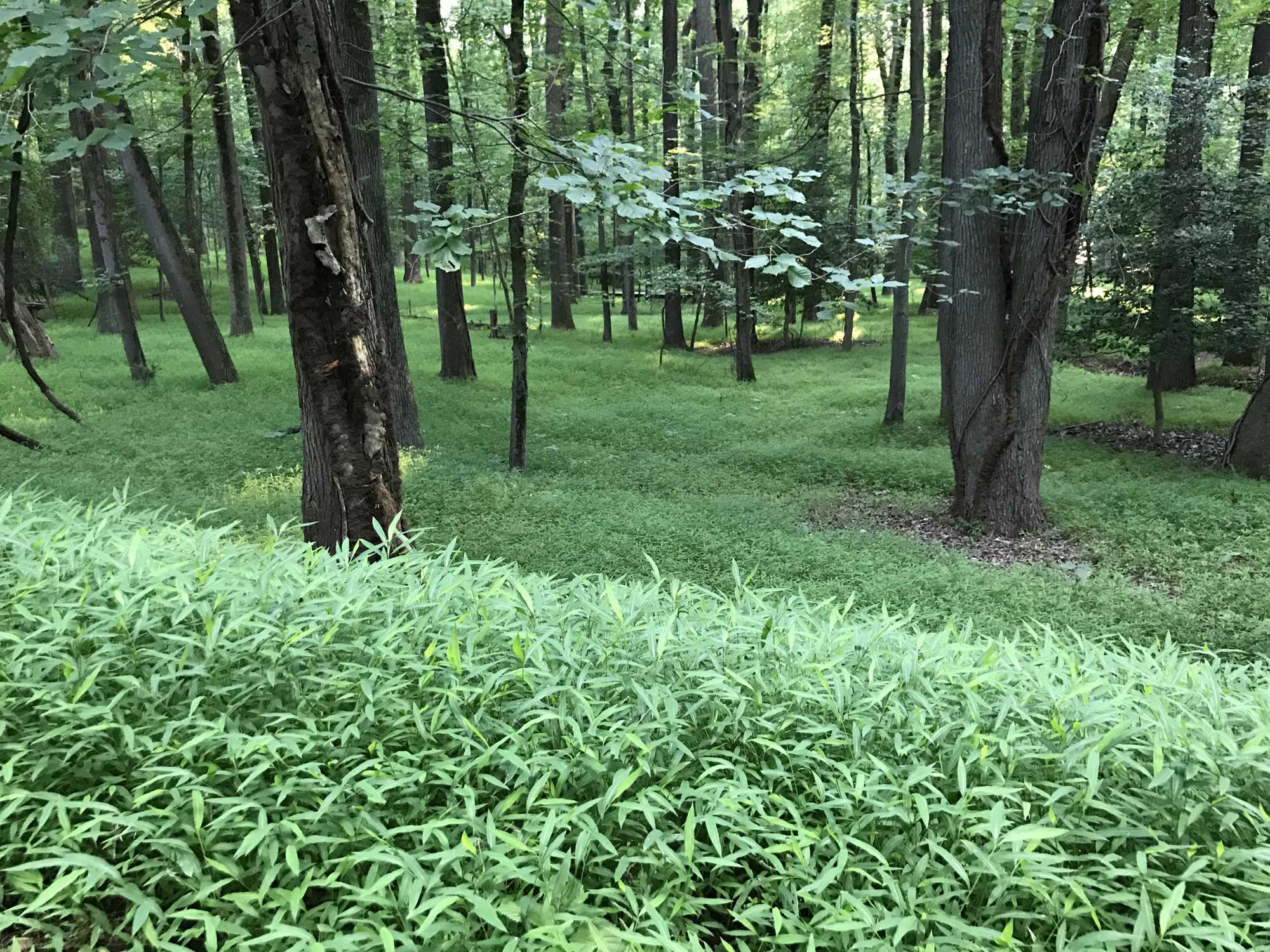 Photograph of Japanese stiltgrass growing in a forest in Maryland, U.S.A. The photo shows a grass with strap-shaped leaves completely carpeting the forest floor, with the brown trunks of trees rising above.