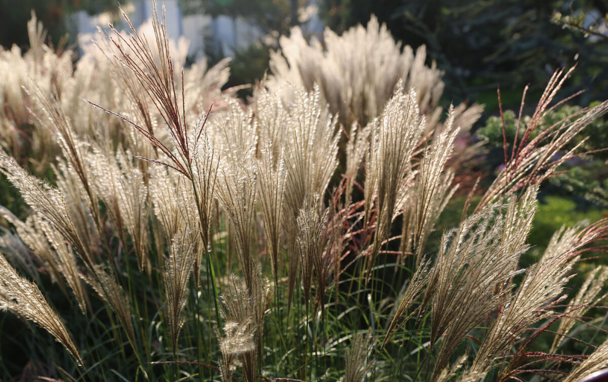 Photograph of Chinese silvergrass inflorescences. The photo shows a cluster of off-white and red, feathery inflorescences.