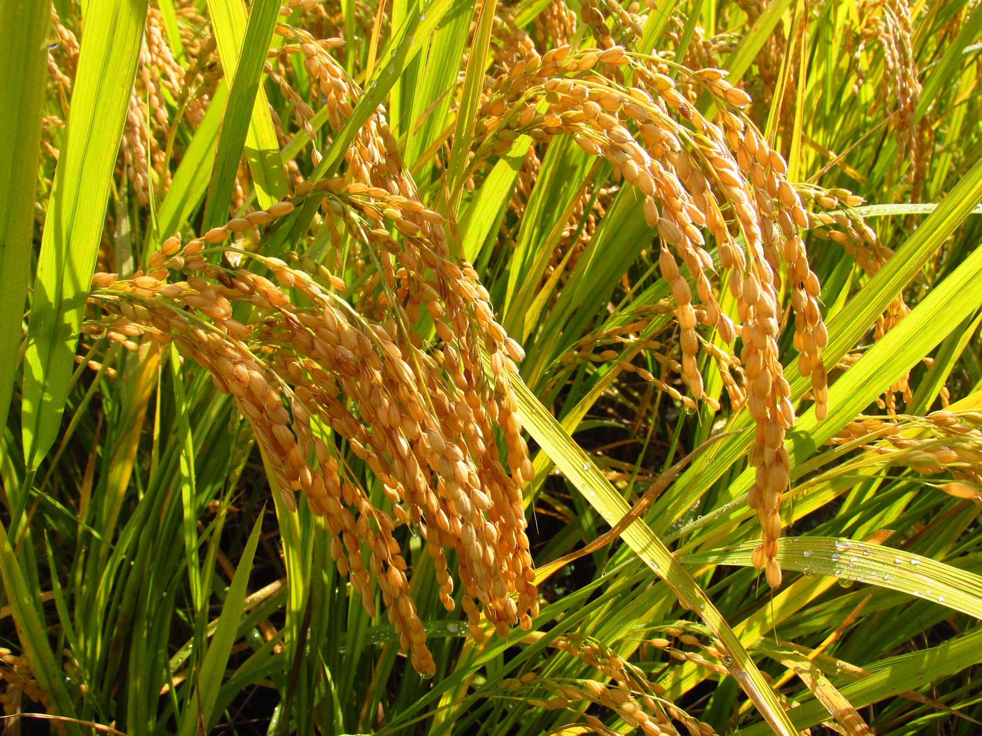 Photograph of rice cultivated in Japan. The photo shows ears of rice arching downward from the tips of culms. The plants also bear linear green leaves.