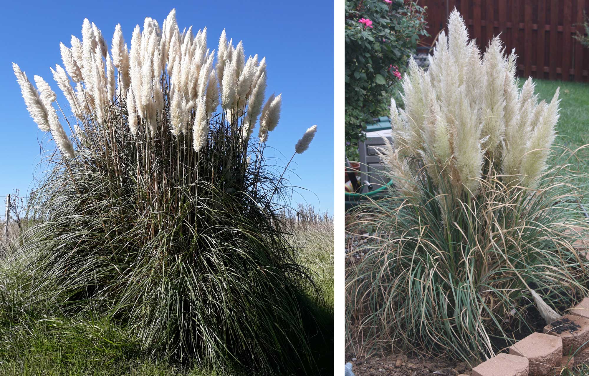 2-panel figure showing photos of pamaps grasses. Panel 1: A clump of pampas grass growing in a field. The photo showing a tight group of tall plants with white, plume-like inflorescences. Panel 2: A clump of ornamental pampas grass growing in a garden. The photo showing a tight group of relatively short plants with white, plume-like inflorescences. 