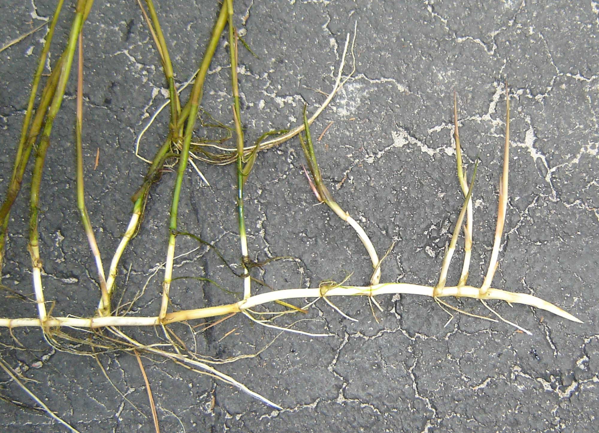 Photograph of an inflorescence of torpedograss. The photo shows a torpedograss plant that has been dug up and placed on asphalt. The rhizome is nearly white and extends horizontally near the bottom of the image with its apex to the right. Green aerial shoots with leaves extend from the upper size of the rhizome, and roots extend from the lower side.