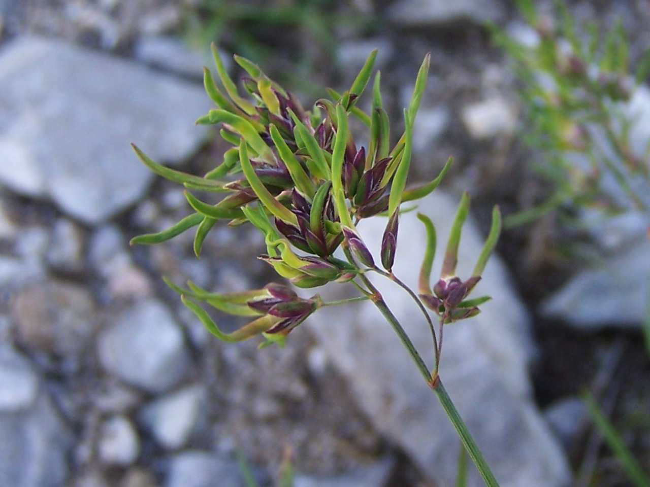 Photograph of the bulbils of alpine bluegrass. The photo shows a branching inflorescence of alpine bluegrass with purple bracts and green, hornlike bulbils extending from between the bracts.