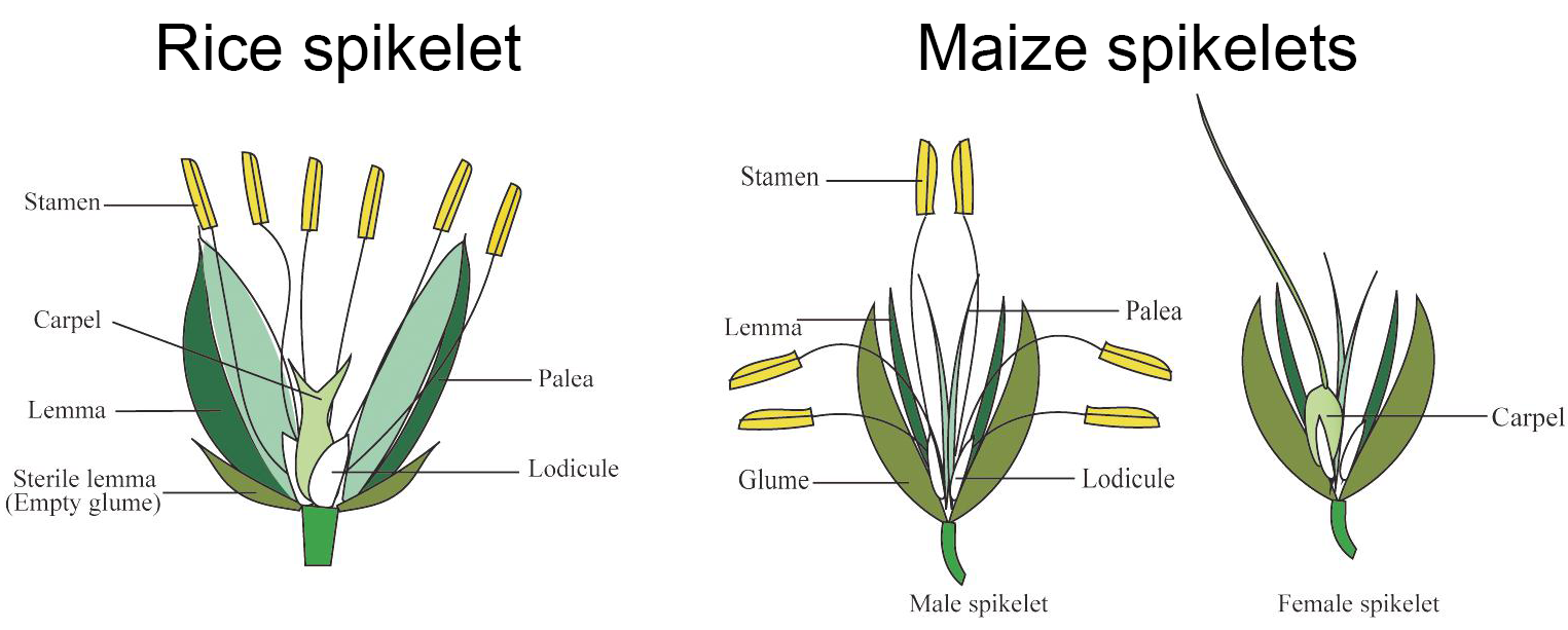 Diagrams of a rice spikelet and male and female maize spikelets. The rice spikelet is bisexual, and labels indicate a sterile lemma, a lemma, the palea, a lodicule, a carpel, and a stamen. Labels on the male maize spikelet indicate a glume, a lemma and palea, a lodicule, and a stamen. The label on the female maize spikelet indicate a carpel.