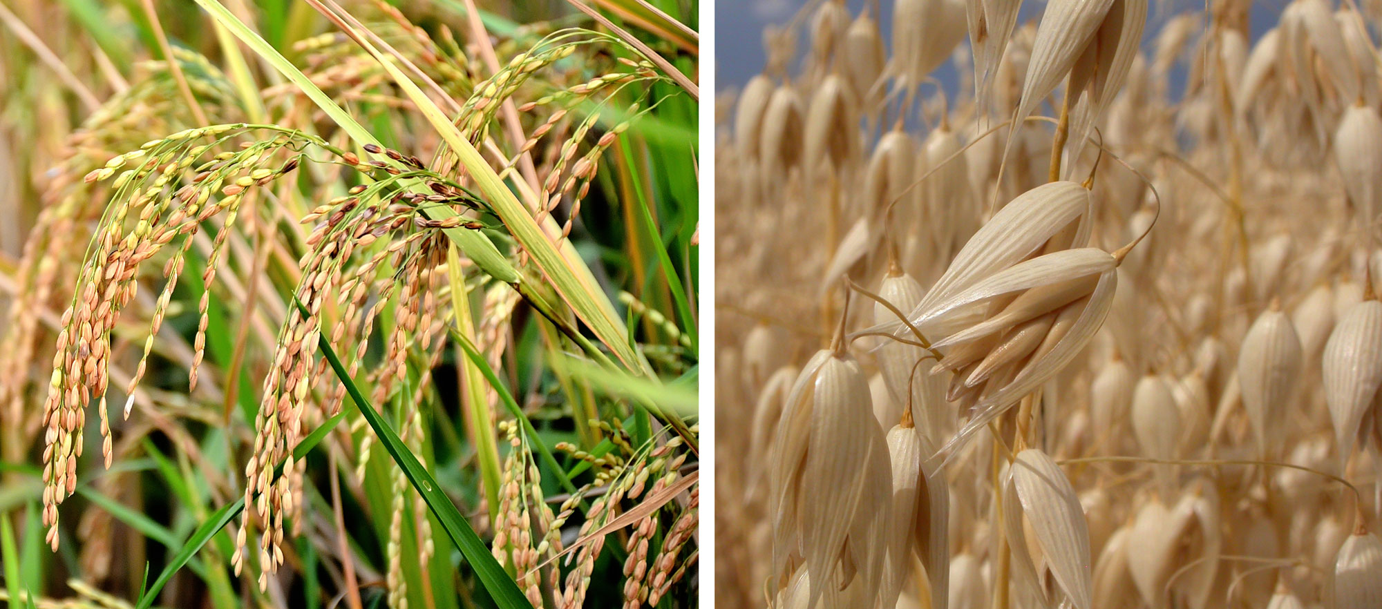 2-panel figure showing photos of cultivated grasses. Panel 1: Close up of rice plants showing nodding inflorescences bearing grain. Panel 2: Close up of oats showing beige spikelets.