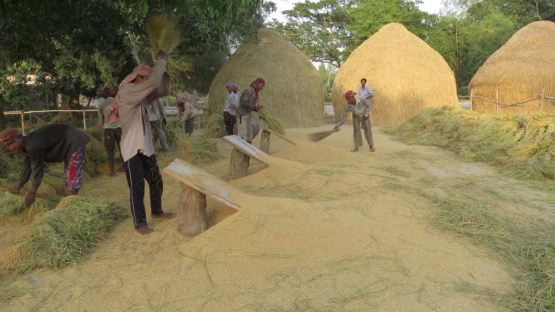 Photograph of men threshing rice in Bangladesh. The photo shows a line of three threshing boards. The boards each have one end propped in the air by a log and the other end sitting on the ground. Men stand behind to of the boards, beating handfuls of rice against the boards to release the grain. Piles of grain can be seen in front of boards.
