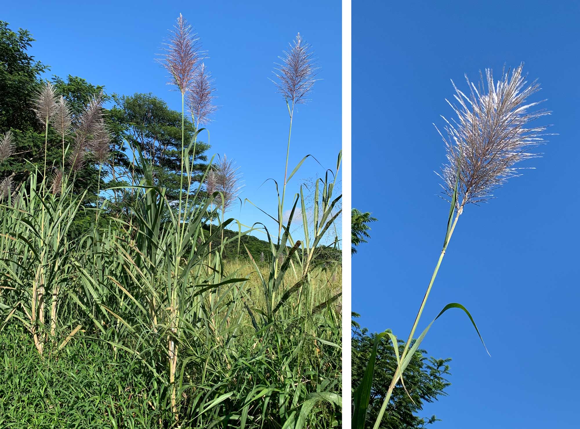 2-panel figure showing photos of Chinese sugar cane. Panel 1: Sugar cane plants growing at the edge of a field. The photo shows a row of tall grasses with feathery silver inflorescences. Panel 2: Close-up of an inflorescence of that appears feathery and silver in color.