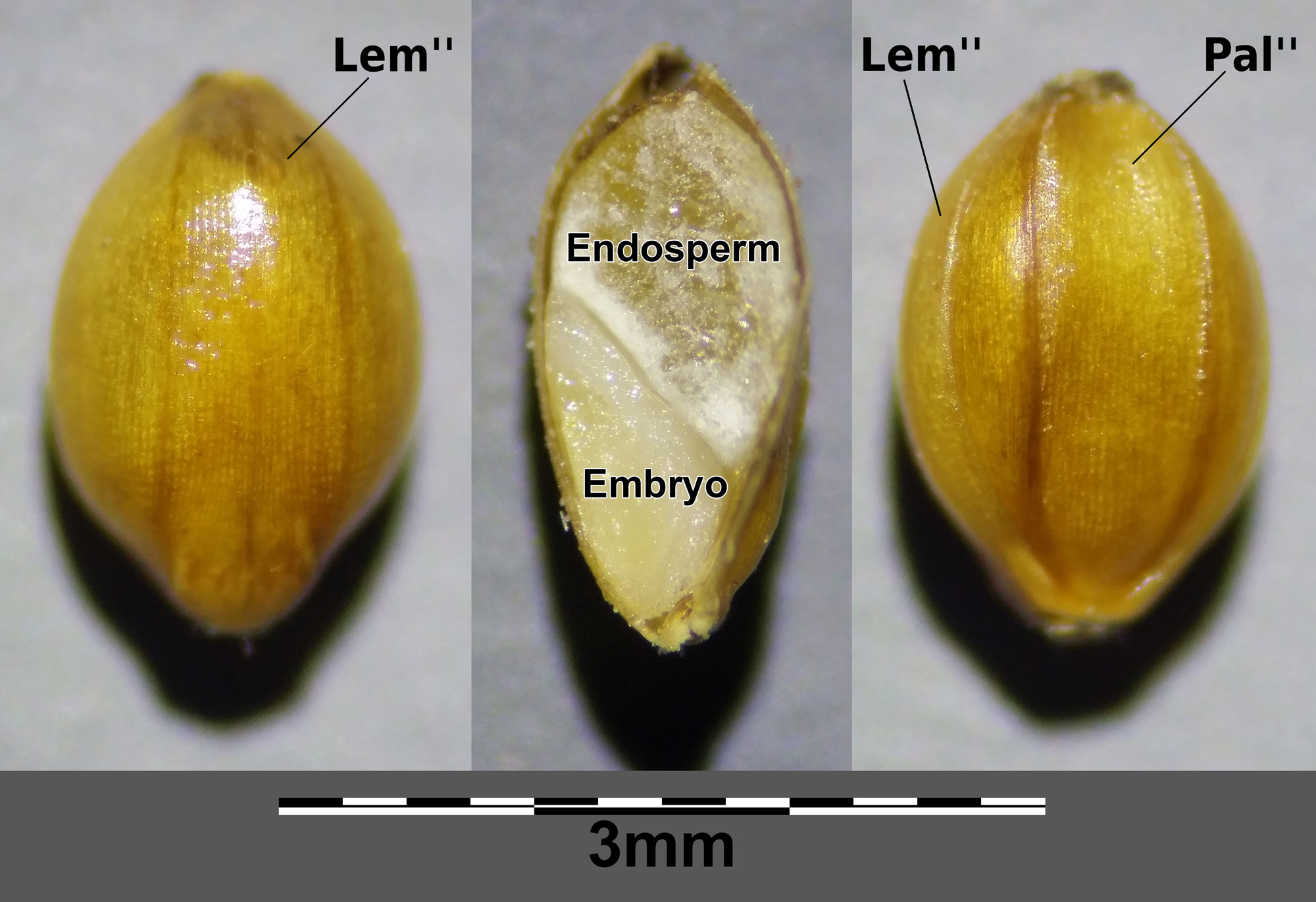 Three-panel image showing photographs of a foxtail millet caryopsis in three views. The left view shows the outside of the caryopsis with lemma labeled. The right view shows the outside of the caryopsis with lemma and palea labeled. The center view shows the caryopsis in long section with endosperm and embryo labeled.