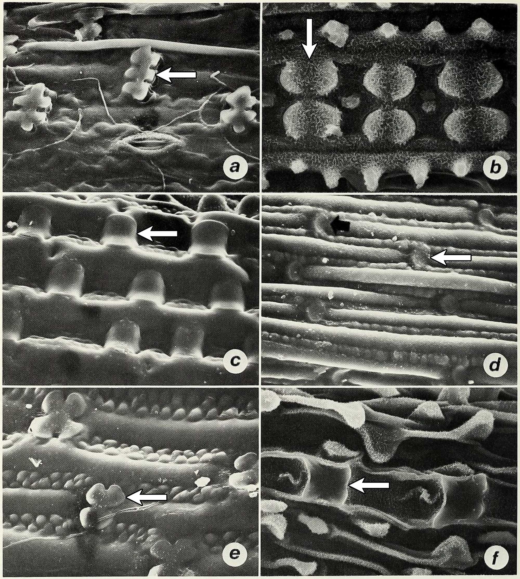 6-Panel figure showing black and white photographs of the epidermises of different grasses taken with a scanning electron microscope, which provide high-magnification images of surface textures. Each photo shows a different silica body morphology. Panels are read left to right, top to bottom. Panel 1. Crenate-vertical type silica bodies in carycillo, a bamboo. Panel 2. Figure-eight-shaped silica bodies in African wild rice. Panel 3. Saddle-shaped silica bodies in Chrysochloa hindsii. Panel 4. Crescent-shaped silica bodies in Mediterranean needlegrass. Panel 5. Cross-shaped silica bodies in Phacelurus huillensis. Panel 6. Acutely-angled (nearly square) silica bodies in Heteranthoecia guineensis.  