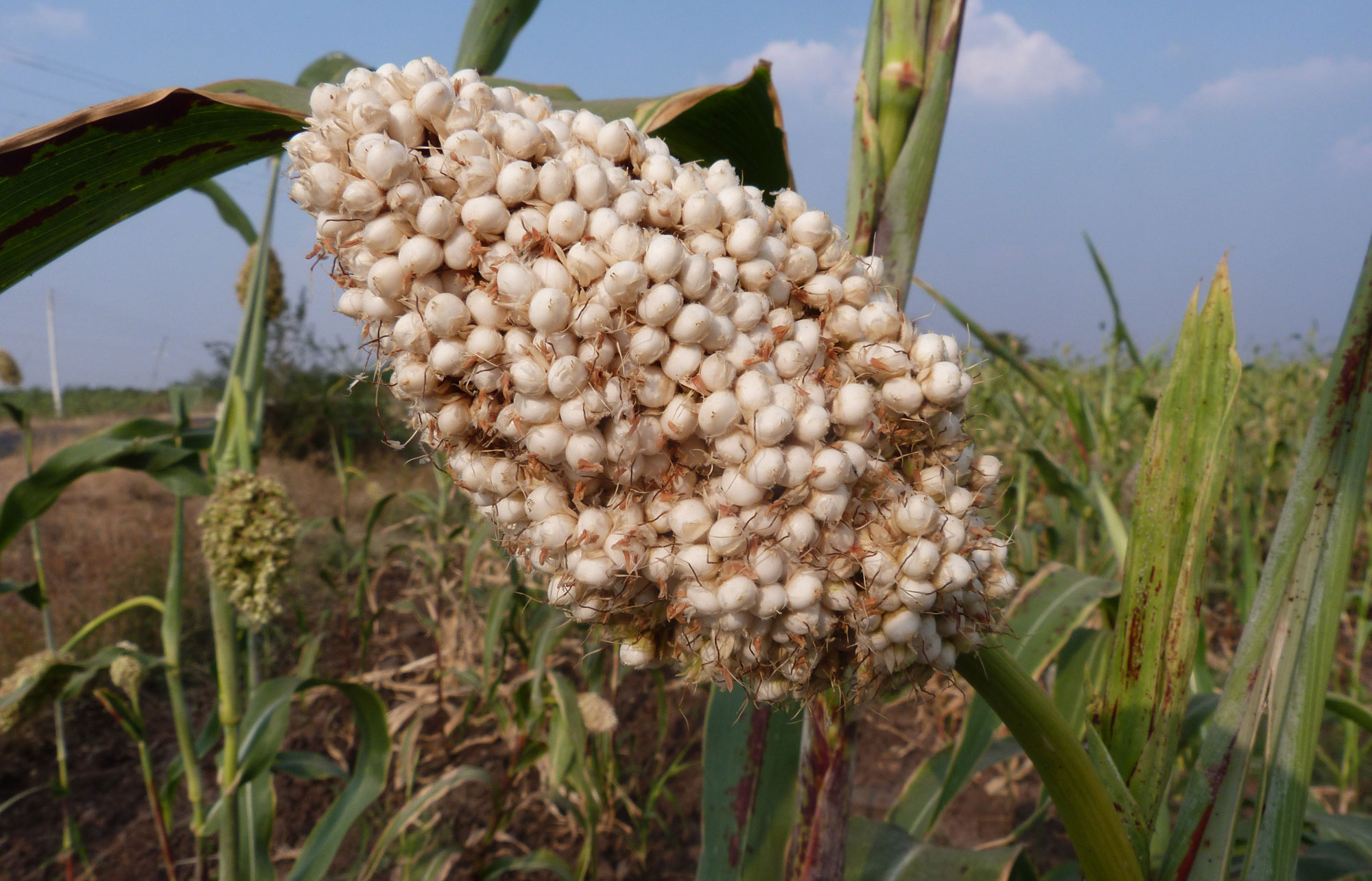 Photograph of a ear or head of sorghum, India. The photo shows a conical ear of sorghum with off-white grains.